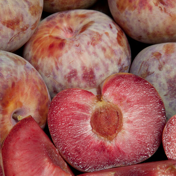 Prunus 'Dapple Dandy'
