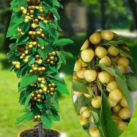 Prunus avium 'Stark Gold'