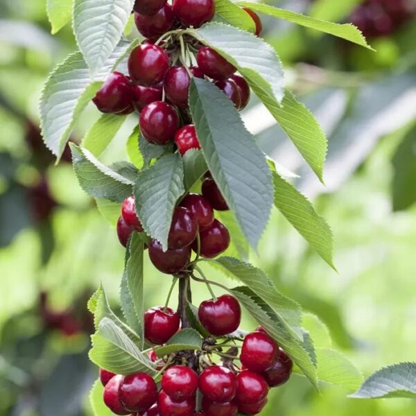 Prunus avium 'Victoria'