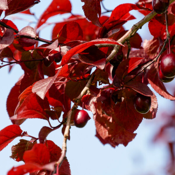 Prunus cerasifera 'Spidola'