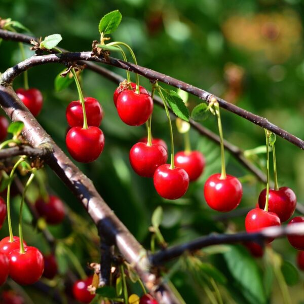 Prunus cerasus 'Piemont'