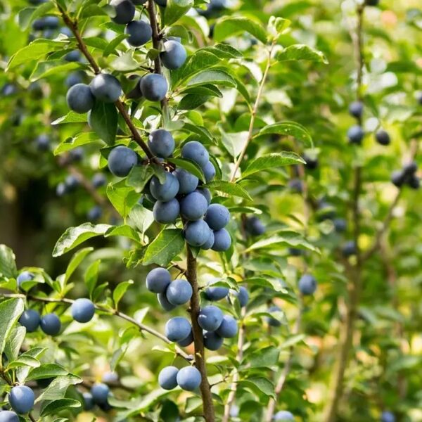 Prunus domestica 'Imperial'