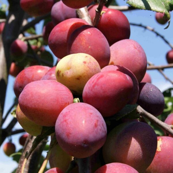 Prunus domestica 'Mirabelle Ruby'