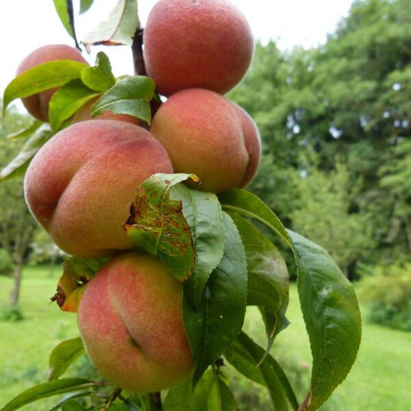 Prunus persica 'Aida'