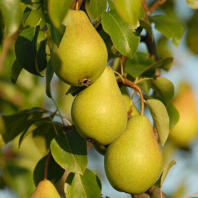Pyrus communis 'Condora'