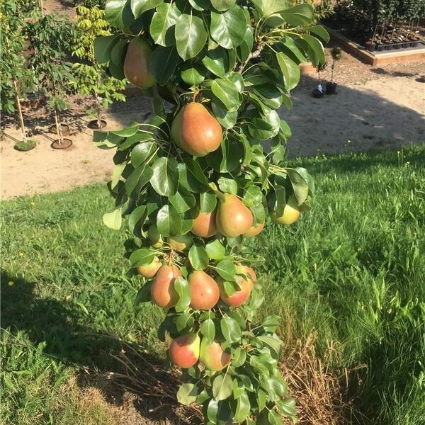 Pyrus communis 'Obelisk'