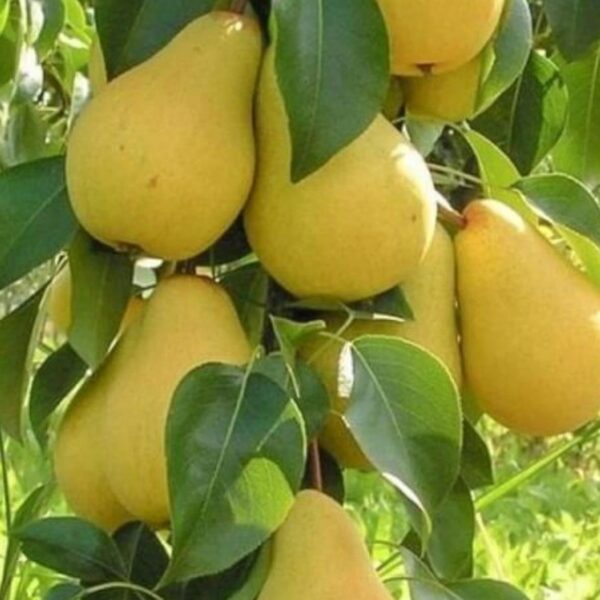 Pyrus communis 'Saphira'
