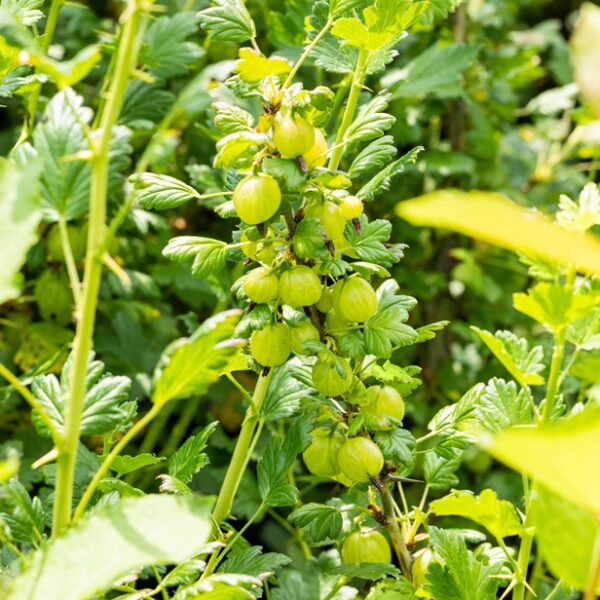 Ribes uva-crispa 'Invicta'