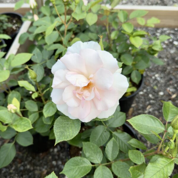 Rosa 'A Whiter Shade of Pale'