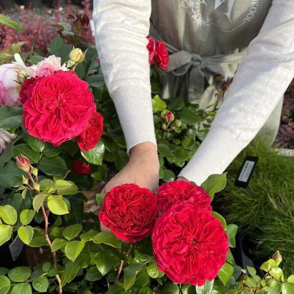 Rosa 'Red Leonardo Da Vinci'