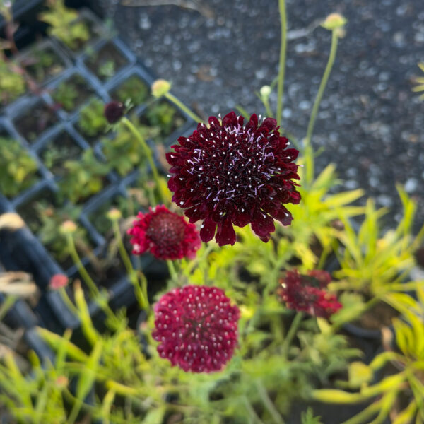 Scabiosa atropurpurea 'Summer Fruits'