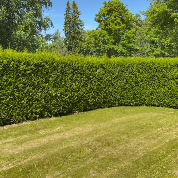 Thuja occidentalis 'Brabant'