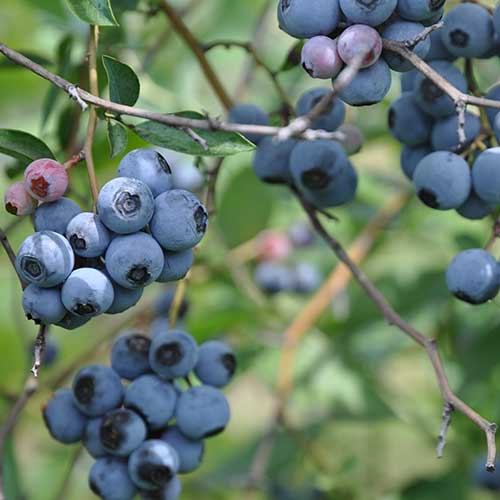 Vaccinium corymbosum 'Duke'