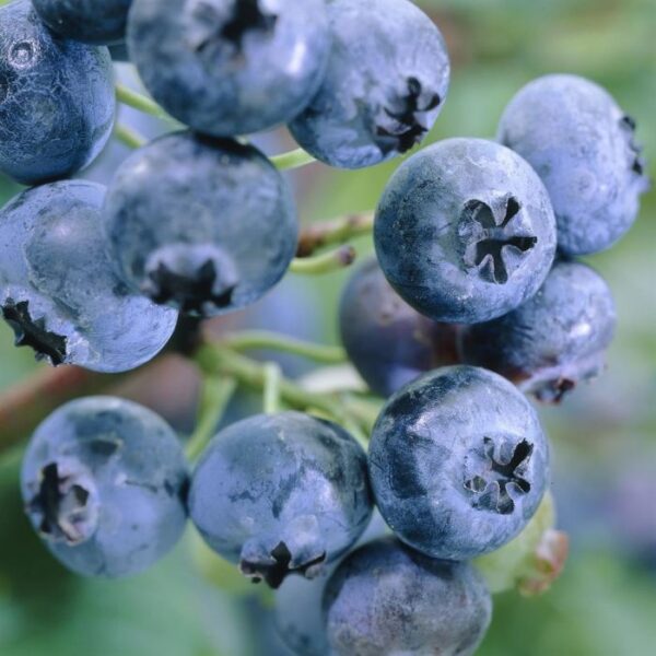 Vaccinium corymbosum 'Emblue'