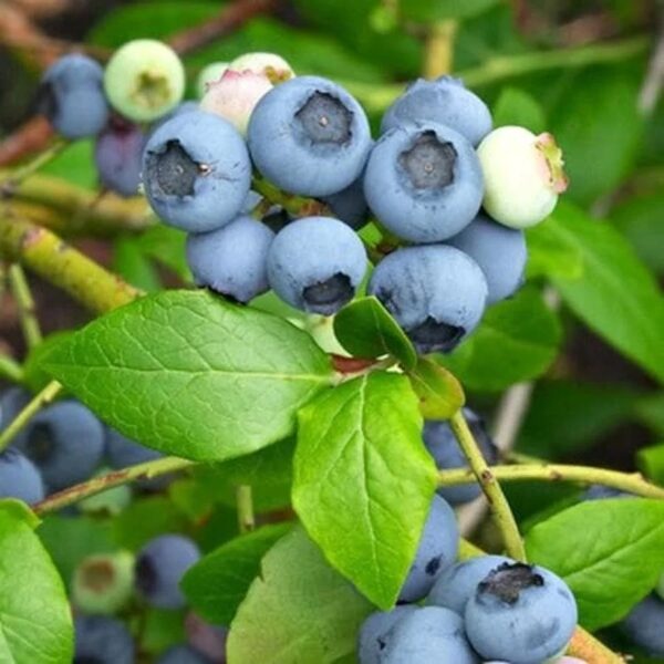 Vaccinium corymbosum 'Northland'