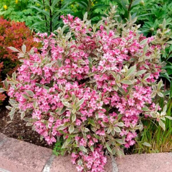 Weigela florida 'Sunny Princess'