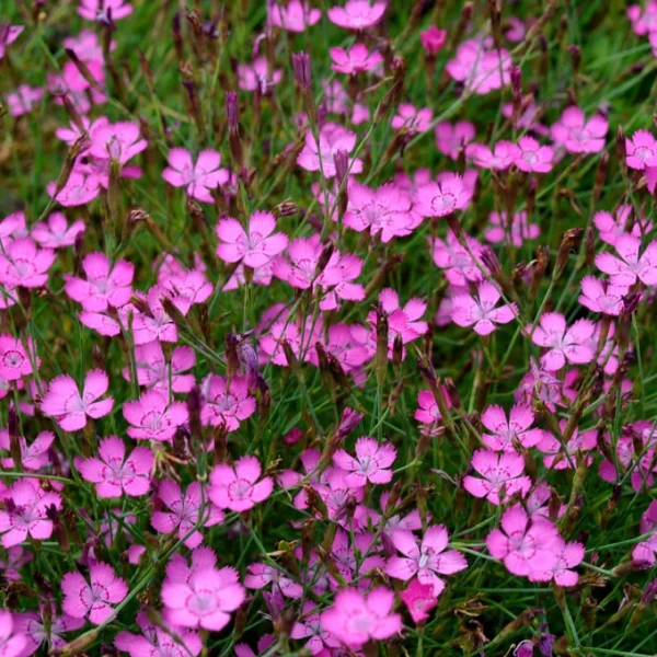 Dianthus deltoides