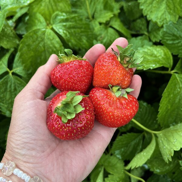 Fragaria ananassa 'Asia'