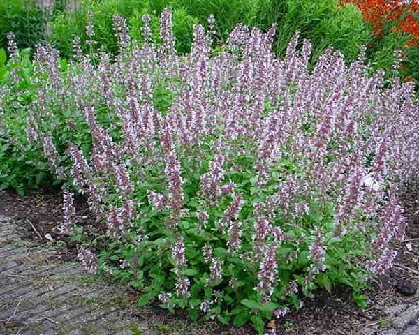 Nepeta grandifllora 'Dawn to dusk'