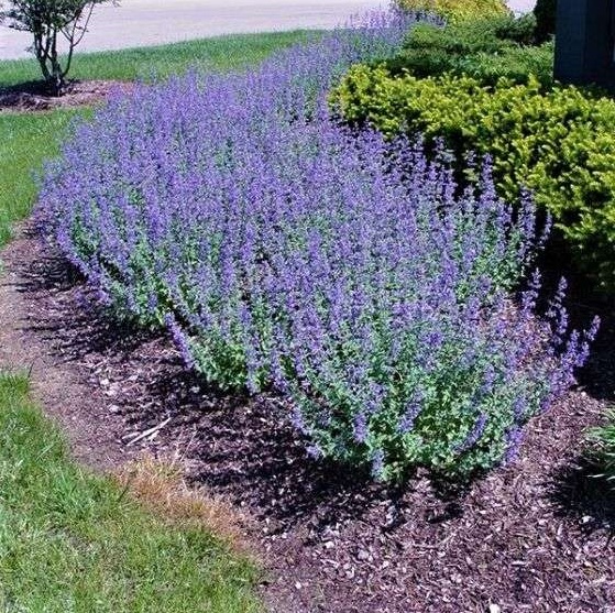 Nepeta mussinii
