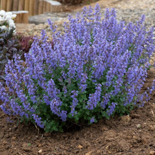 Nepeta faassenii 'Purrsian Blue'