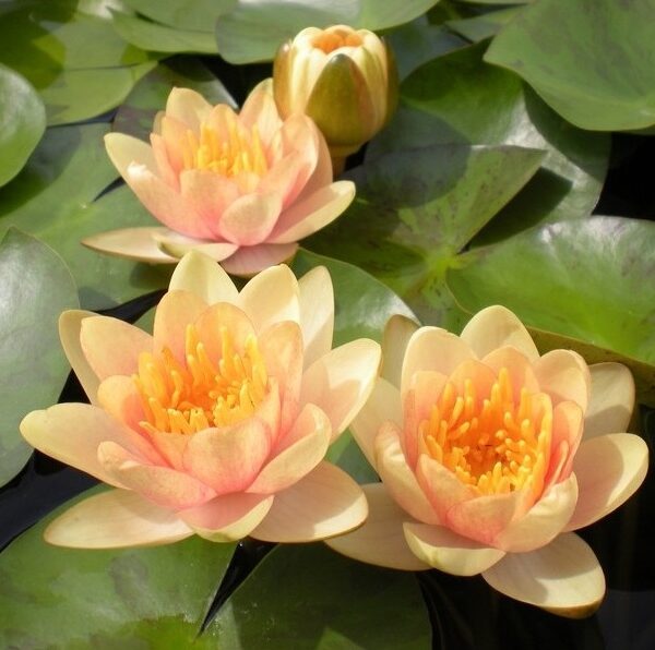Кувшинка Nymphaea 'Aurora' комплект для посадки