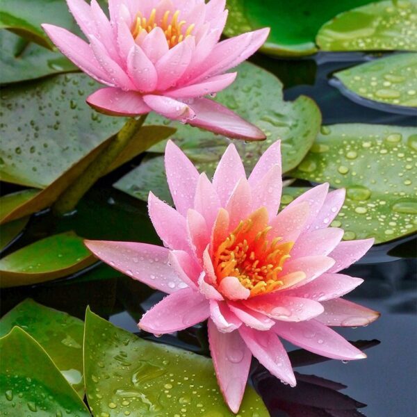 Nymphaea 'Pink Opal' комплект для посадки