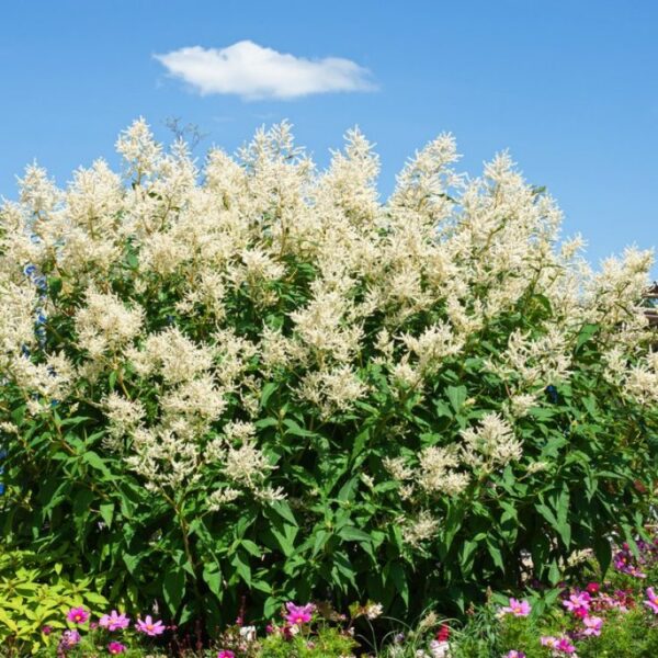 Persicaria polymorpha
