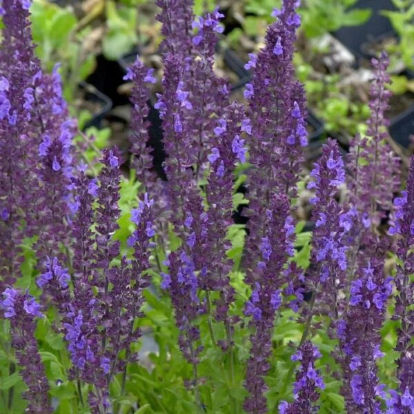 Salvia nemorosa 'Blaukönigin'