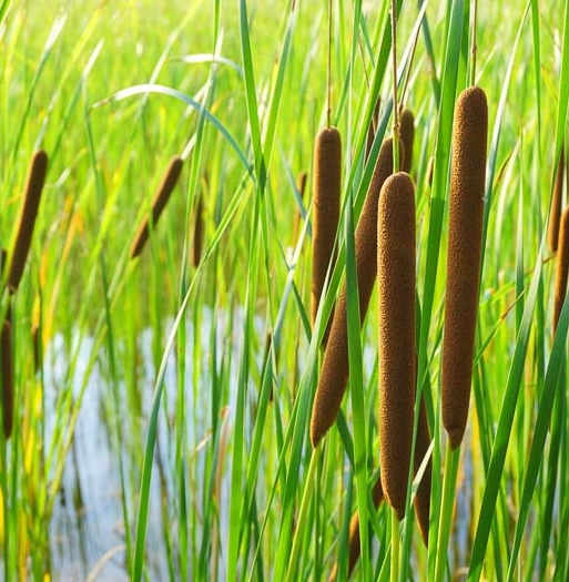 Typha latifolia комплект для посадки