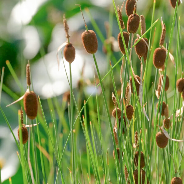 Typha minima комплект для посадки водного растения