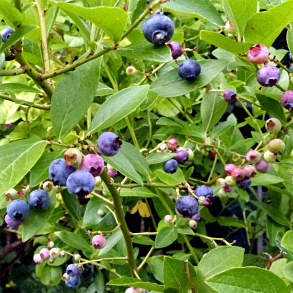 Vaccinium corymbosum 'Goldtraube'