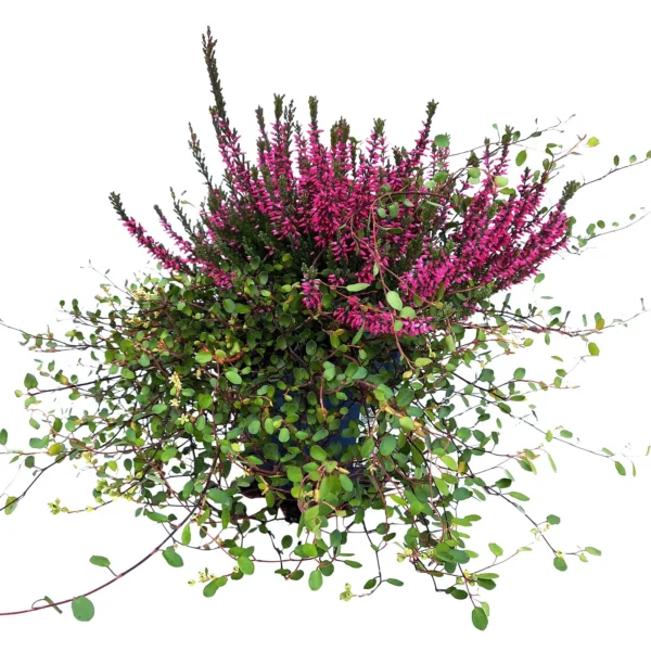 Calluna+muehlenbeckia