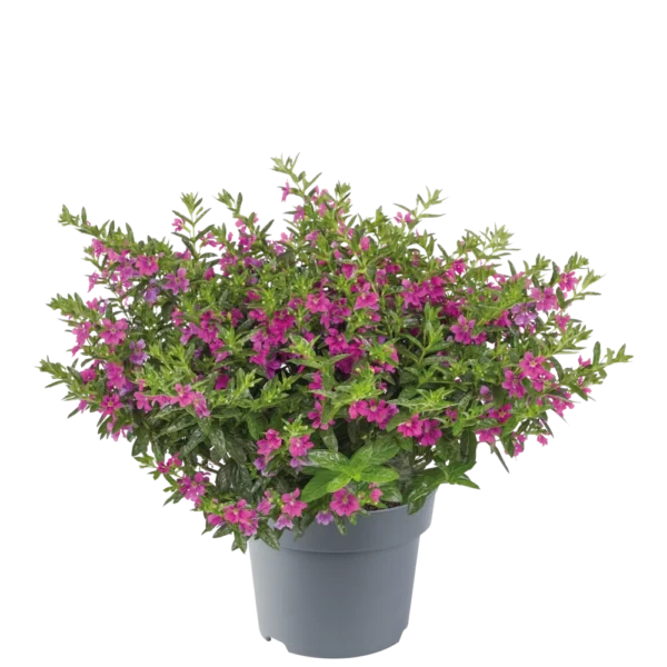 Cuphea hyssopifolia