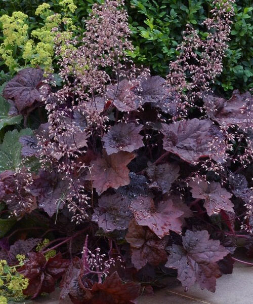 Heuchera micrantha 'Palace Purple'