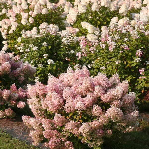Hydrangea paniculata 'Bobo'