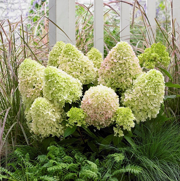 Hydrangea paniculata 'Little Fraise'