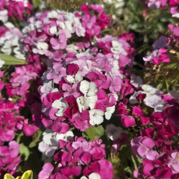 Dianthus ‘Dart Pink Magical’
