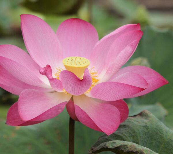 Nelumbo Lotus