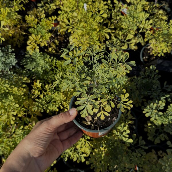 Ruta graveolens