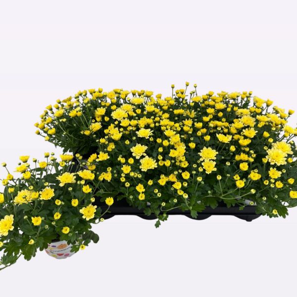 Chrysanthemum