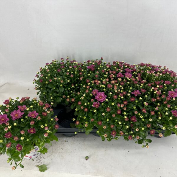 Chrysanthemum rose
