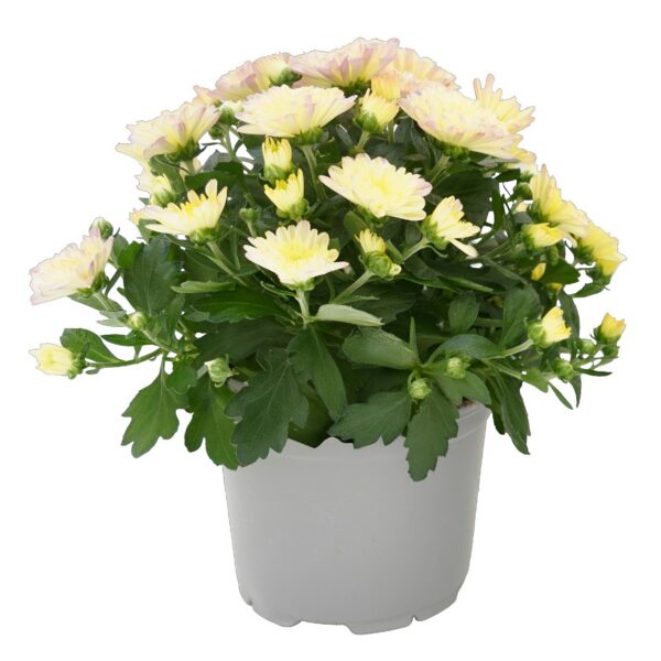 Chrysanthemum white
