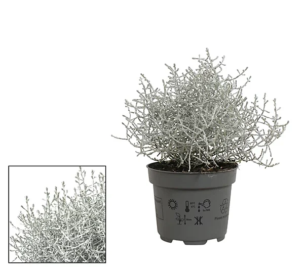 Leucophyta brownii