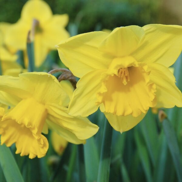 Narcissus trumpet 'Carlton'