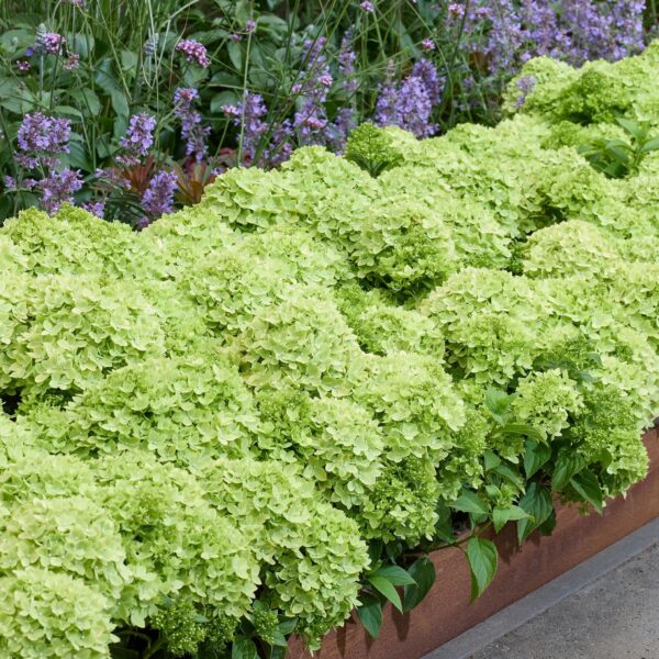 Hydrangea paniculata 'Groundbreaker Greeny'