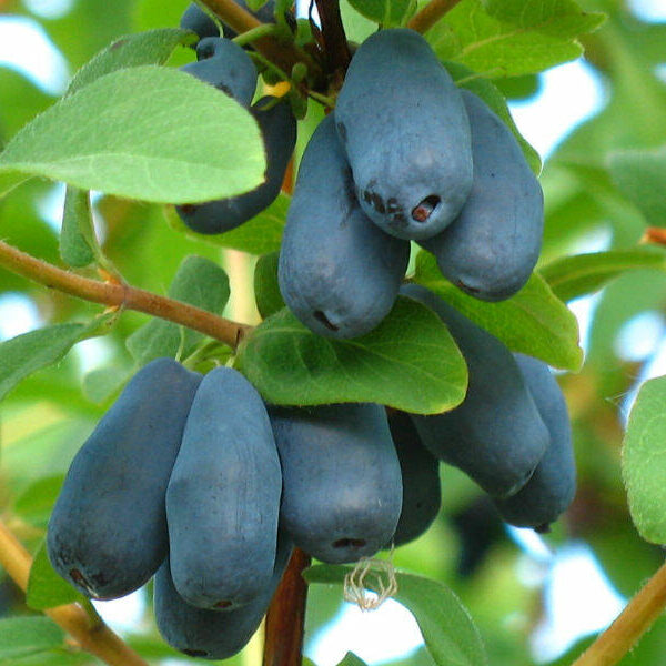 Lonicera caerulea ‘Tola’