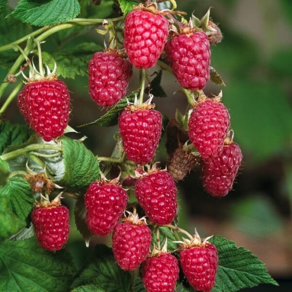 Rubus idaeus 'Polana'