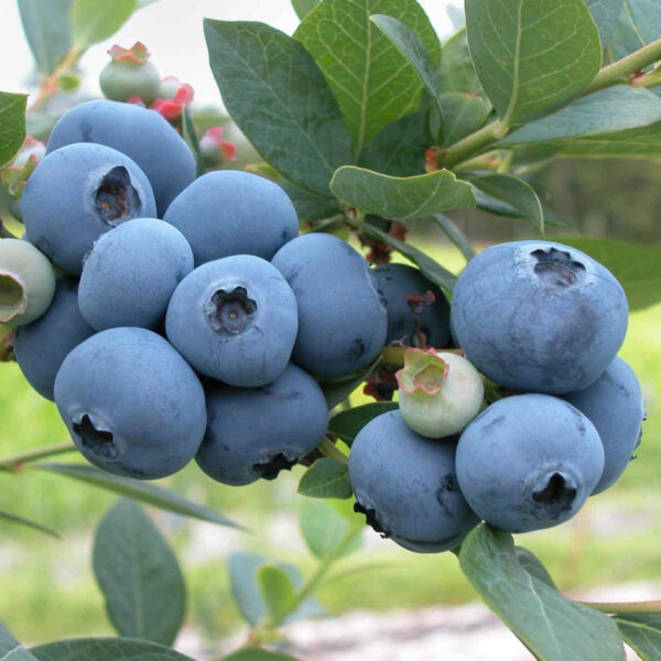 Vaccinium corymbosum 'Brigitta Blue'