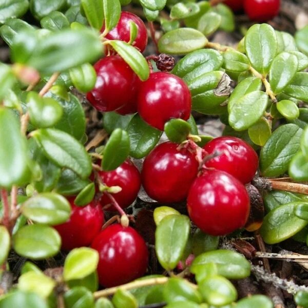 Vaccinium macrocarpon 'Ben Lear'